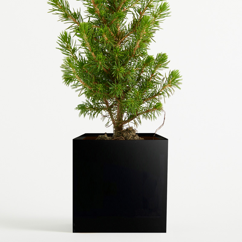 Potted Christmas Tree - Black Aluminium Pot
